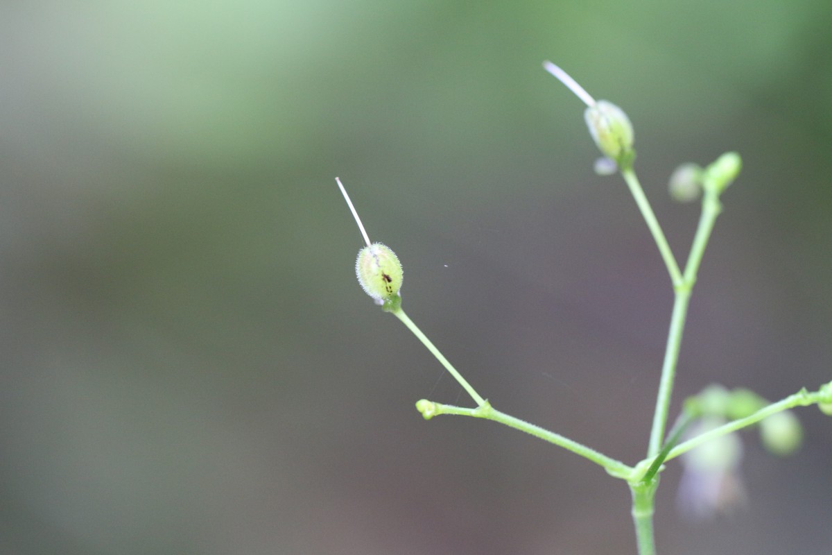 Rhopalephora scaberrima (Blume) Faden